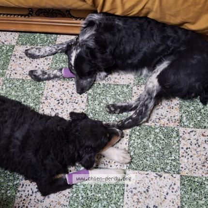 Photo 1/1 Chien retrouvé Perdu à Fontaine les boulans