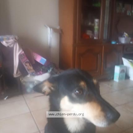 Photo 1/1 Chien retrouvé Perdu à La chapelle de brain