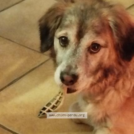 Photo 1/1 Chien retrouvé Perdu à Couville