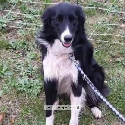 Photo 1/1 Chien retrouvé Perdu à Gerbamont