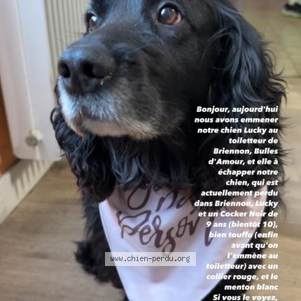 Photo 1/1 Chien retrouvé Perdu à Briennon