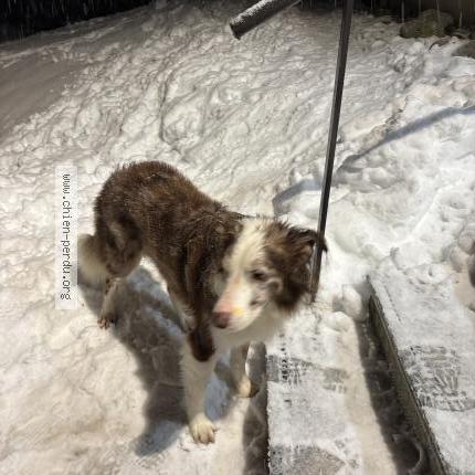 Photo 1/1 Chien retrouvé Trouvé à Chatel