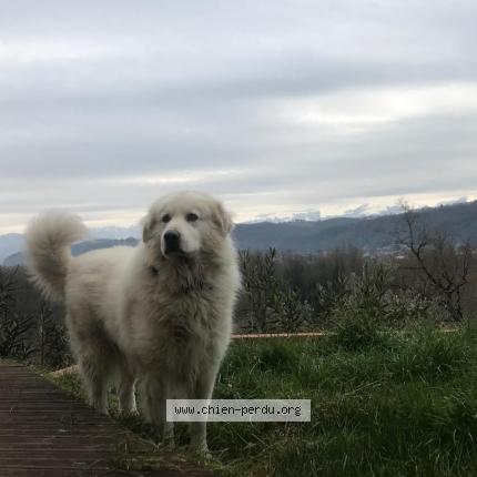 Photo de chien perdu à Bizanos