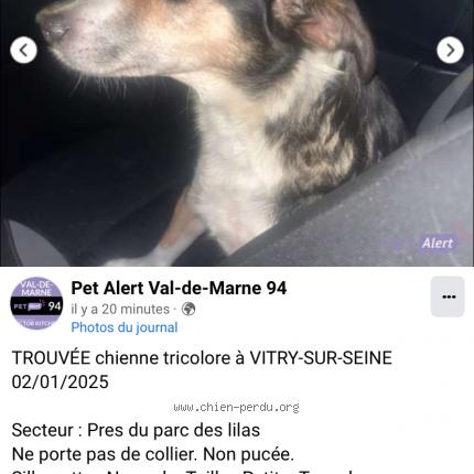Photo de chien trouvé à Vitry Sur Seine