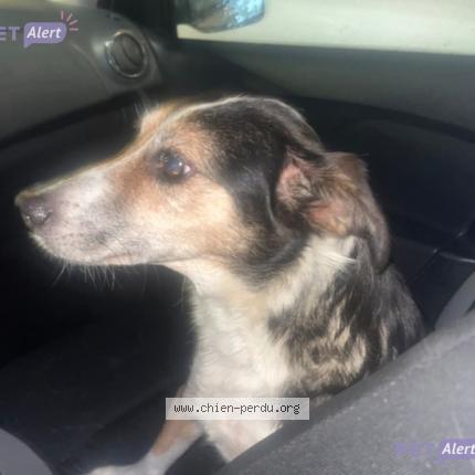 Photo 3/4 Chien retrouvé Trouvé à Vitry sur seine