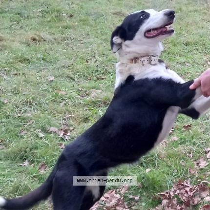 Photo 1/1 Chien retrouvé Perdu à L hopitaliet du larzac
