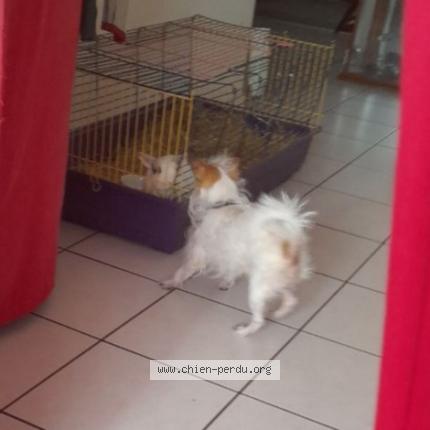 Photo de chien perdu à St Andre De Cubzac