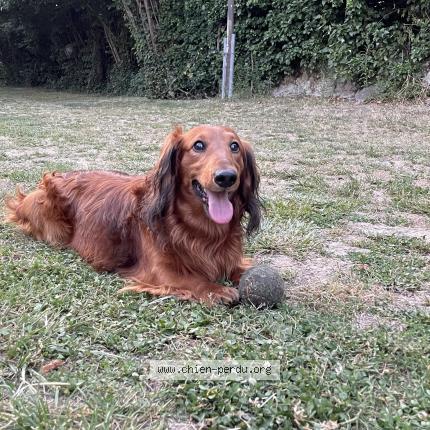 Photo de chien perdu à Livry Gargan