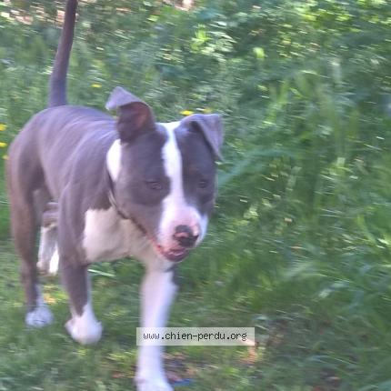 Photo 1/1 Chien retrouvé Perdu à La seyne sur mer