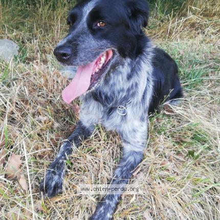 Photo de chien perdu à Saint Antoine