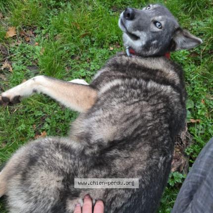 Photo 1/3 Chien retrouvé Perdu à Courtenay