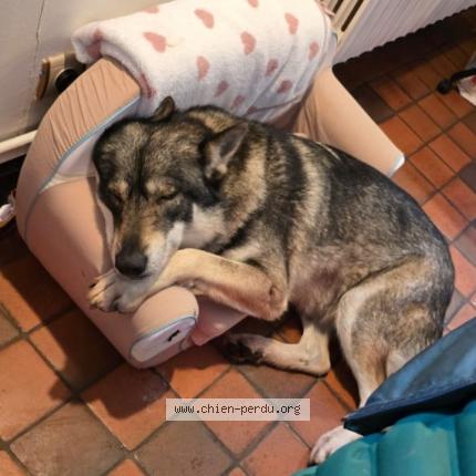 Photo 2/3 Chien retrouvé Perdu à Courtenay