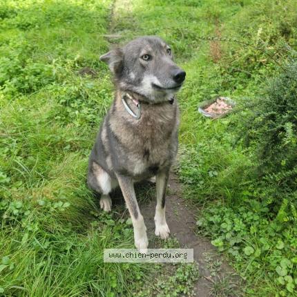 Photo 3/3 Chien retrouvé Perdu à Courtenay