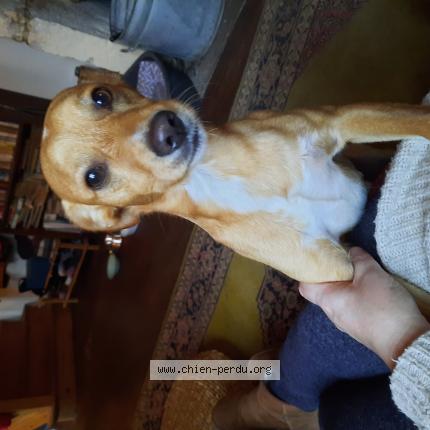 Photo 1/1 Chien retrouvé Trouvé à Praysssac