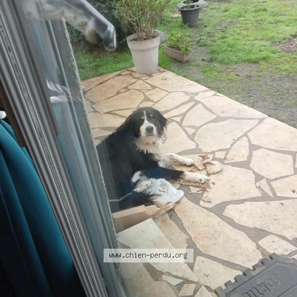 Photo 1/1 Chien retrouvé Perdu à Cersay