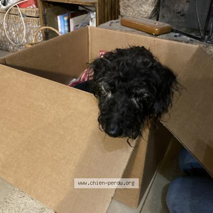 Photo 1/1 Chien retrouvé Trouvé à Liffre