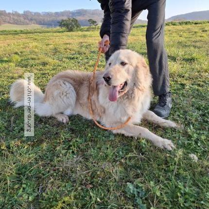 Photo 1/1 Chien retrouvé Perdu à Coleyrac saint cirq