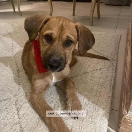 Photo 1/1 Chien retrouvé Perdu à Nice