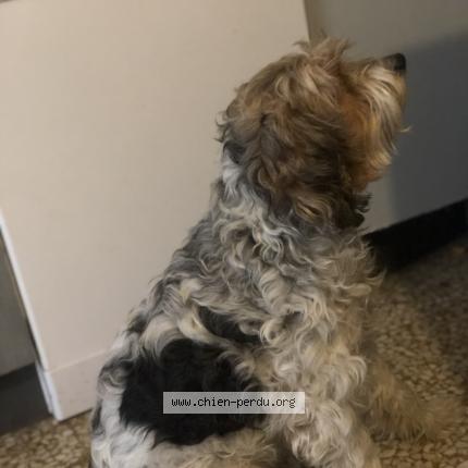 Photo 1/1 Chien retrouvé Perdu à Aucamville