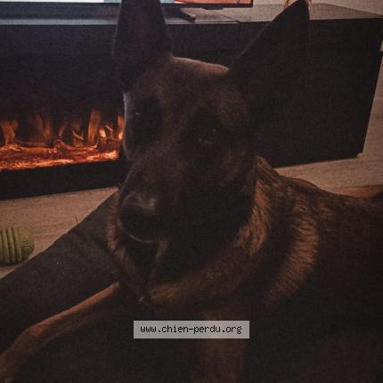 Photo 1/1 Chien retrouvé Perdu à Hussigny