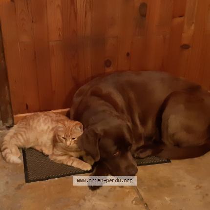Photo de chien perdu à Sermoise Sur Loire