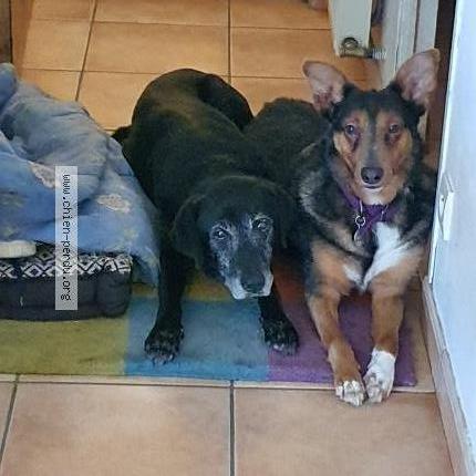 Photo 1/1 Chien retrouvé Perdu à Douarnenez