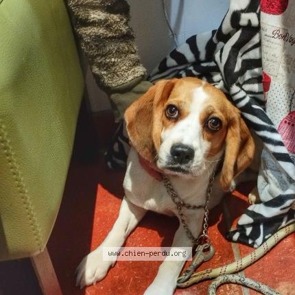 Photo de chien trouvé à Fourquevaux