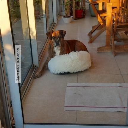 Photo 1/1 Chien retrouvé Perdu à Saint denis
