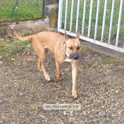 Photo de chien trouvé à La Chapelle De Guinchay