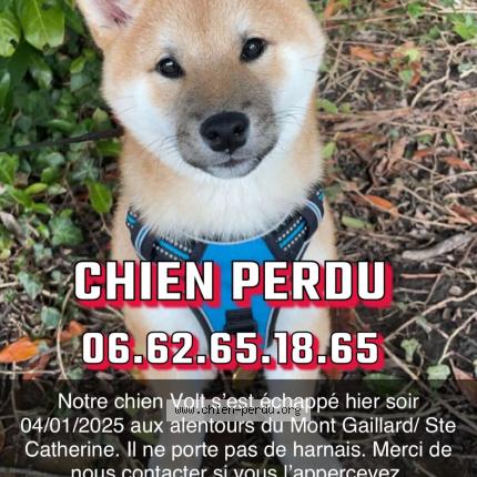 Photo 1/1 Chien retrouvé Perdu à Fontaine la mallet