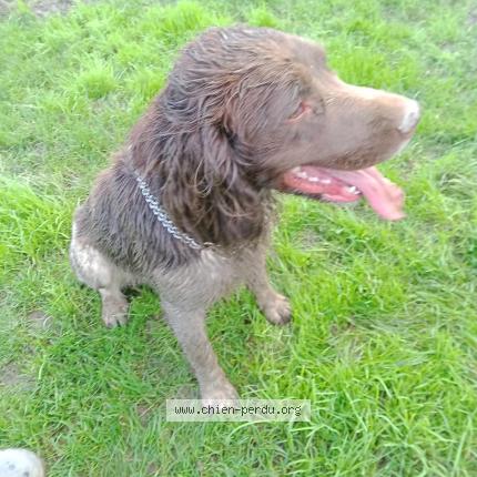 Photo 1/2 Chien retrouvé Trouvé à Combourg