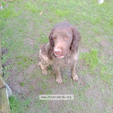 Photo 2/2 Chien retrouvé Trouvé à Combourg