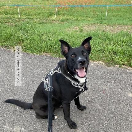 Photo 1/1 Chien retrouvé Perdu à Curienne