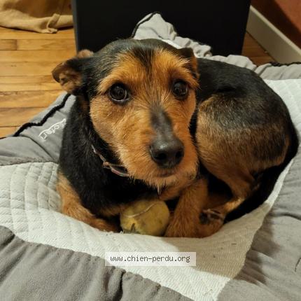 Photo 1/1 Chien retrouvé Perdu à Champigny