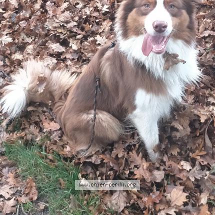 Photo 1/1 Chien retrouvé Perdu à Saint pierre de plesguen