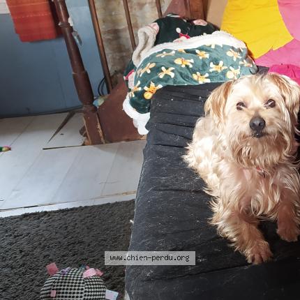 Photo 1/1 Chien retrouvé Perdu à Rouille