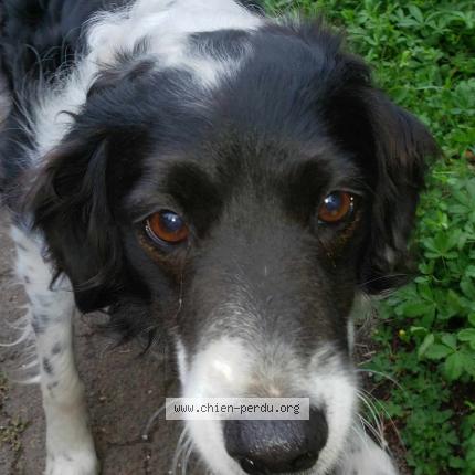 Photo 1/1 Chien retrouvé Perdu à Bethoncourt