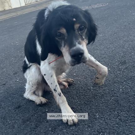 Photo 1/1 Chien retrouvé Trouvé à Sete