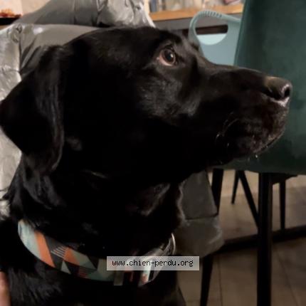 Photo 1/1 Chien retrouvé Perdu à Arras