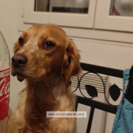 Photo 1/1 Chien retrouvé Perdu à Ampanaud