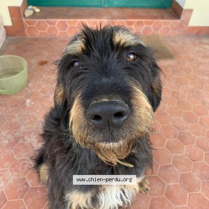 Photo de chien perdu à Vic En Bigorre