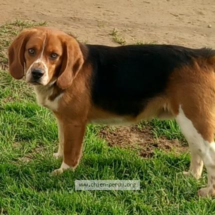 Photo 1/1 Chien retrouvé Perdu à Monthault