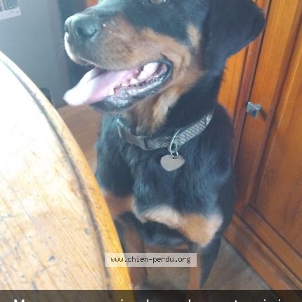 Photo 1/1 Chien retrouvé Perdu à Garons