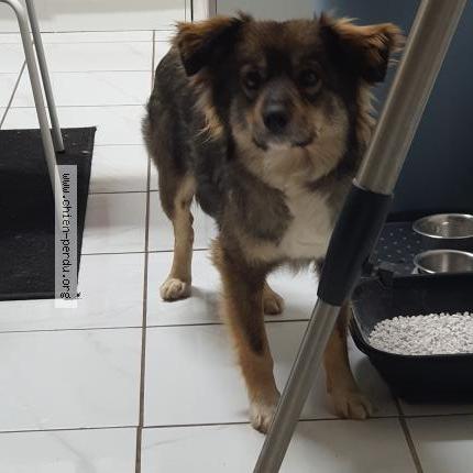 Photo 1/1 Chien retrouvé Perdu à Digne les bains