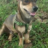 Photo de chien retrouvé à Chiriqui
