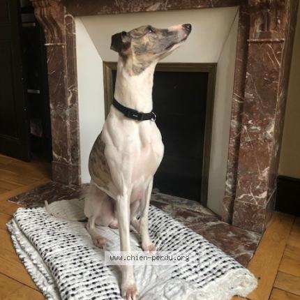 Photo 1/1 Hector Chien perdu à Orleans