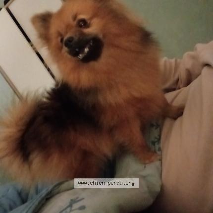 Photo 1/1 Chien retrouvé Perdu à Caen