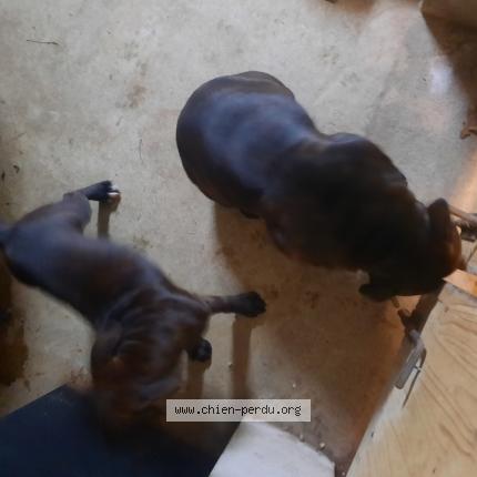 Photo de chien trouvé à Chateau Renault