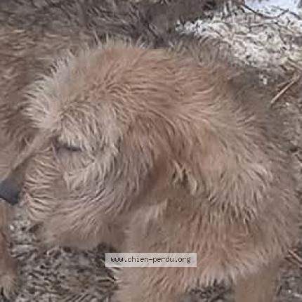 Photo 1/1 Chien retrouvé Perdu à St agnant pres crocq