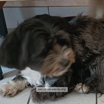 Photo 1/1 Chien retrouvé Perdu à Saint herblain